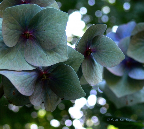 Bois des Moutiers  (95) Summer 2012